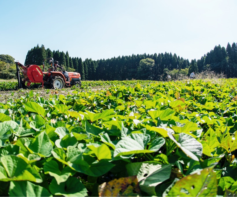 美味流传。可持续的烧酒酿造