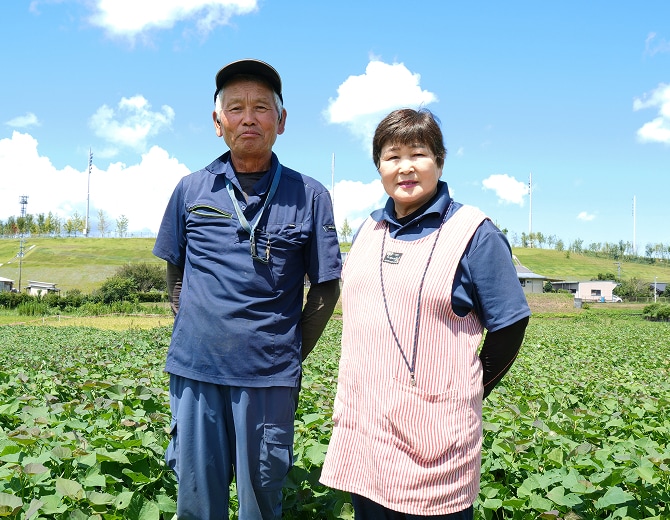 Shuji甘薯Yuko Shimotamari 种植红薯已有 21 年了！